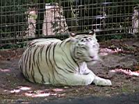 Tigre blanc (07)